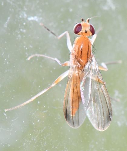 Clusia flava